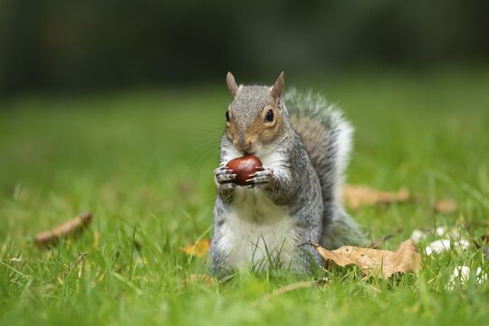 Grey squirrel (Sciurus carolinensis) adult animal feeding on a Horse chestnut tree nut or conker in the autumn, England, United Kingdom