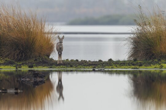 A doe (Capreolus capreolus) stands relaxed in a moor, on a former peat cut, moor landscape, dreary, November, Germany