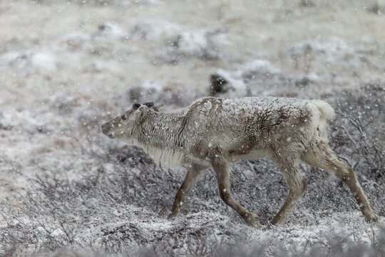 The onset of winter in May will not cause any problems for the reindeer cow (Rangifer tarandus), snowfall, snow, winter, cold, Sweden