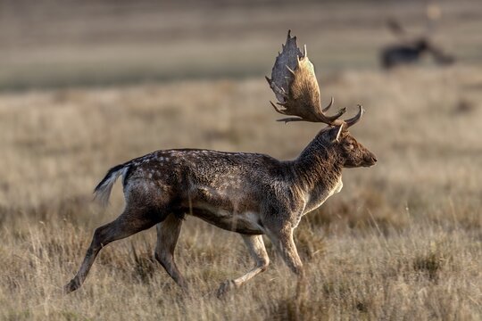 In the late morning, a fallow deer (Dama dama) leaves the rutting ground, rut, rutting season, Denmark