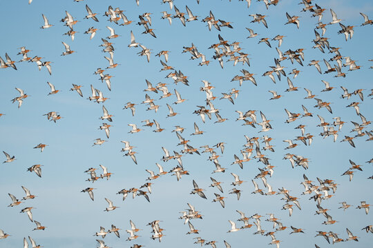 A massive flock of Black-tailed Godwits (Limosa limosa) in breeding plumage flying together against a clear blue sky during migration.