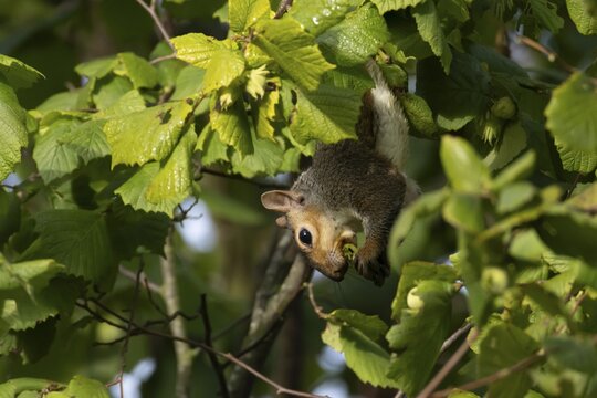 Grey squirrel (Sciurus carolinensis) adult mammal collecting hazelnut tree nuts in autumn, England, United Kingdom