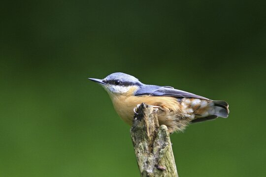 Eurasian Nuthatch (Sitta europaea)
