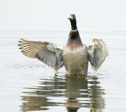 Mallard (Anas platyrhynchos), male, on a lake, flapping his wings, Lower Saxony, Germany
