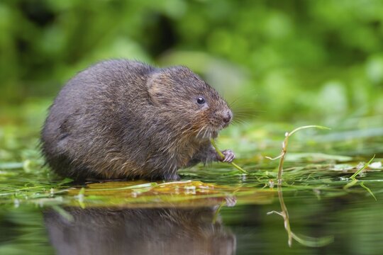 Water vole (Arvicola amphibius) adult mammal feeding on pond weed stems on a pond, England, United Kingdom