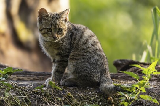 A kitten sits quietly on a tree trunk, surrounded by green nature and looks thoughtful, wildcat (Felis silvestris), kitten, Germany