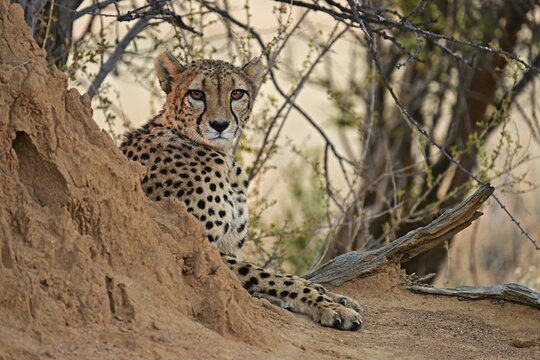 Cheetah (Acinonyx Jubatus) lying next to a termite mound, Okonjima Game Farm, Namibia