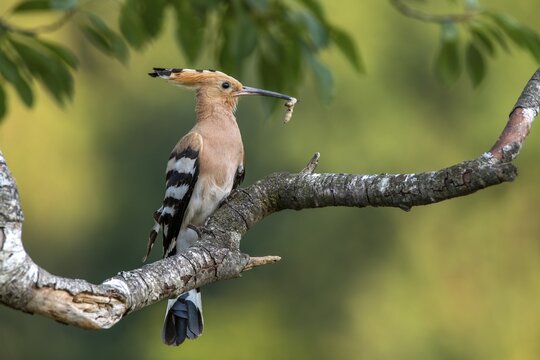 Hoopoe (Upupa epops) sits on a branch, has food in his beak, Tyrol, Austria