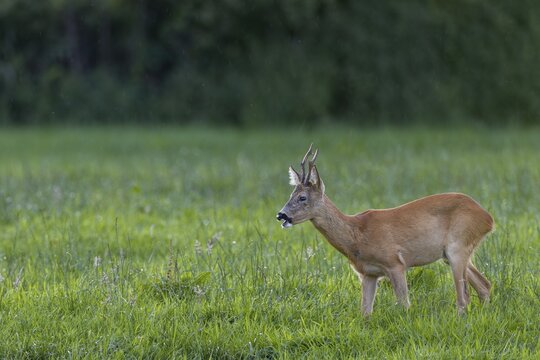 An old roebuck (Capreolus capreolus) attentively observes a conspecific on the opposite side of the river, leaf season, mating season, August, Germany