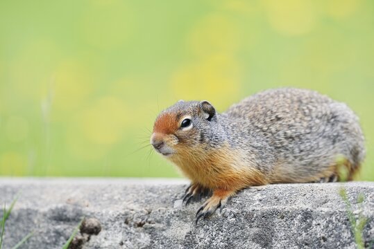 Columbia ground squirrel (Urocitellus columbianus, Spermophilus columbianus), Yoho National Park, British Columbia, Canada