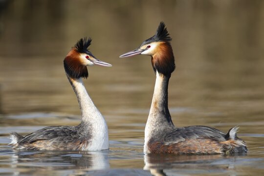 Great crested grebe (Podiceps cristatus) two adult birds performing their courtship love display on a lake in spring, England, United Kingdom