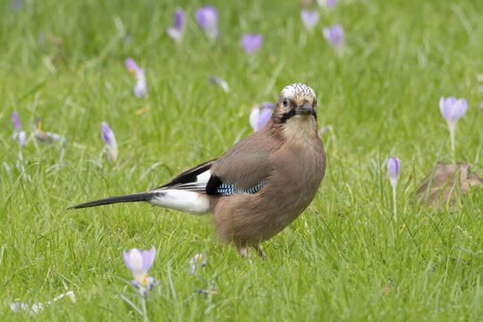 Eurasian jay (Garrulus glandarius) adult bird on a garden grass lawn with Crocus flowers in spring, England, United Kingdom