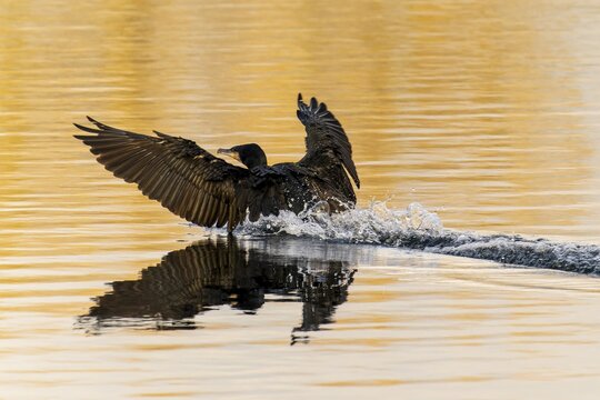 Cormorant lands on the water surface, splashing water forms a trail behind it, Cormorant, (Phalacrocorax carbo), wildlife, Germany