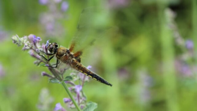Vierfleck (Libellula quadrimaculata) versucht trotz abgebrochenen Fl&uuml;gel zu fliegen