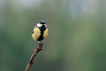 A great tit sitting on a tree branch © Quirina
