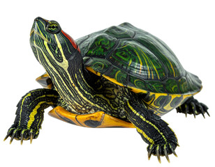 Fototapeta premium turtle on white background