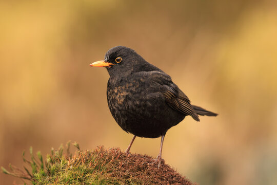 A blackbird standing on soft moss.