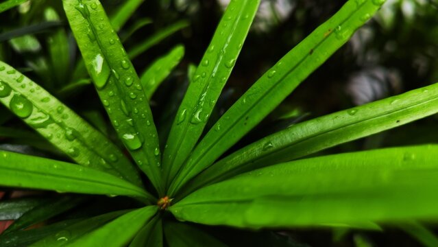 dew on a leaf