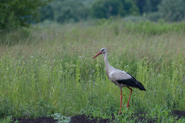 Fototapeta premium a majestic white stork with a long red beak and legs, walking through a lush green field