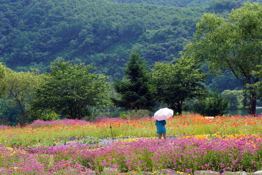 A scene with a man wearing a pink parasol in a yellow flower garden