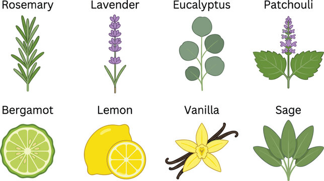Essential Oil Plant and Herb Vector Icon Set Featuring Rosemary Lavender Eucalyptus Patchouli Bergamot Lemon Vanilla and Sage Graphic Designs