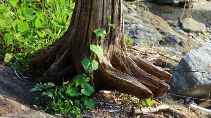 Fototapeta premium Resilience and Renewal: New Life on Weathered Tree Stump with Climbing Vines and Green Foliage