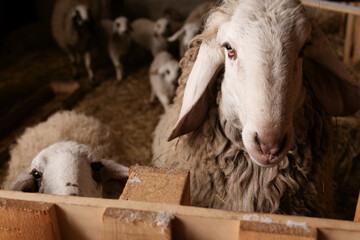 Dolan sheep, ewes, and lambs inside an agricultural livestock barn facility. The setting features wooden fencing, straw bedding, and masonry walls during routine husbandry operations. © Aigul Sabirova