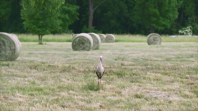 Ein Storch auf einer Wiese im Spreewald auf Nahrungssuche