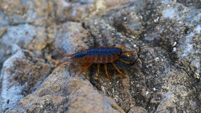 Ligia Exotica Sea Roaches Mating on a Rocky Intertidal Shore: Detailed Macro Study of Crustacean Reproduction