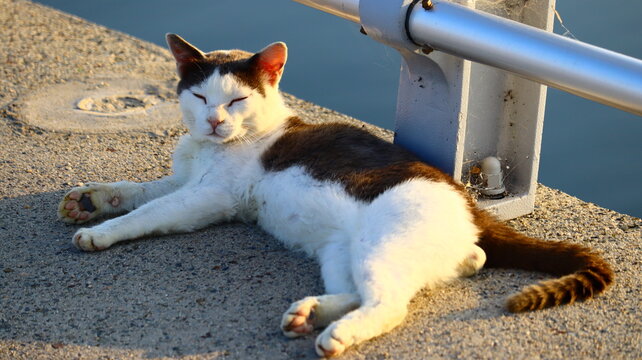 Vulnerable Stray Harbor Cat Resting Peacefully on Urban Pier in Sunlight