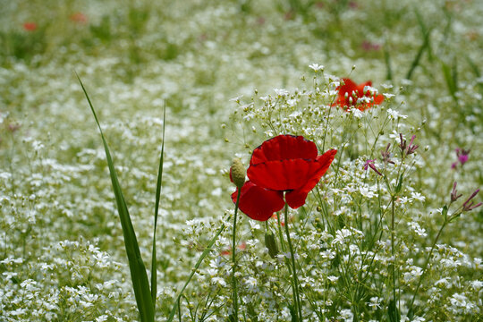 https://papago.naver.com/#:~:text=A%20red%20poppy%20blooming%20in%20a%20white%20mist%20flower%2C%20a%20red%20poppy%20blooming%20in%20a%20small%20flower%2C%20is%20so%20beautiful