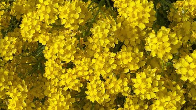 Vibrant, dense cluster of bright yellow Alyssum Saxatile flowers blooming in the garden in spring