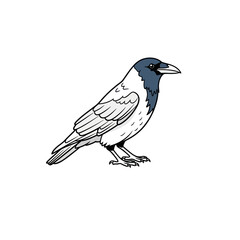 Fototapeta premium Stylized Hooded Crow Illustration Isolated on White