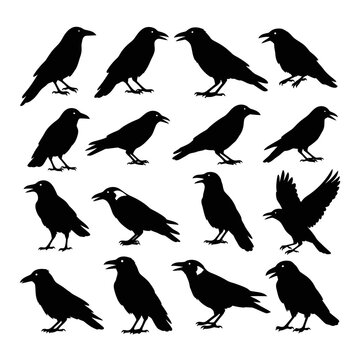 Black Crow and Raven Silhouette Collection