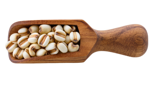 Isolated organic Job's Tears coix seeds in wooden scoop, natural healthy ingredient