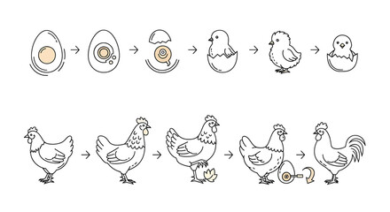 Life cycle of a chicken showing egg development and growth stages © Shakir