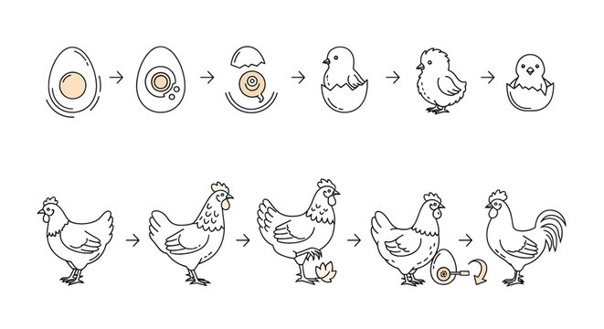 Life cycle of a chicken showing egg development and growth stages