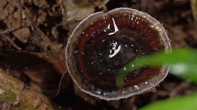 Glossy Wild Mushroom Growing on Decaying Wood in Tropical Rainforest
