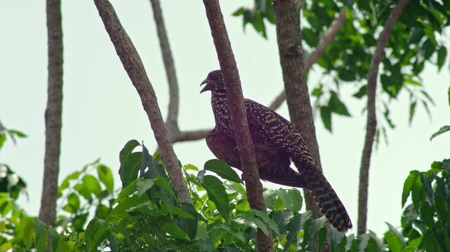 Female Asian Koel Perched in Tropical Tree Canopy