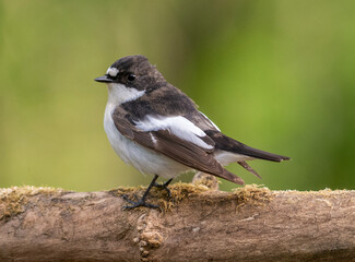 Fototapeta premium Pied Flycatcher male