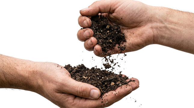 Rich Dark Soil Falling from One Hand into Another on White Background