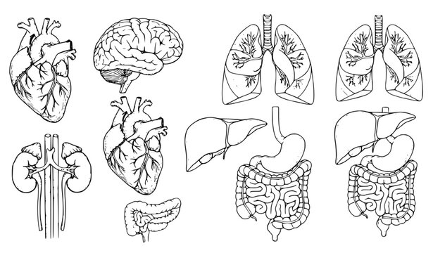 Human Anatomy Organ Line Art Collection Vector Set