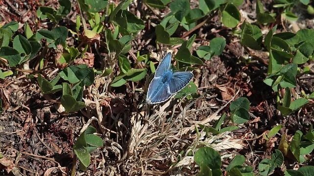 short clip of a polyommatus escheri or Escher's blue butterfly