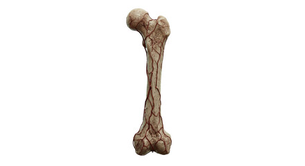 Fototapeta premium Human femur bone anatomy wrapped in red blood vessels