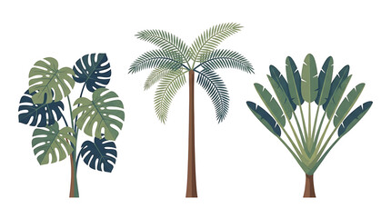 Obraz premium A collection of three distinct tropical plants, including a Monstera, a palm tree, and a traveler's palm, rendered in a stylized, illustrative manner.