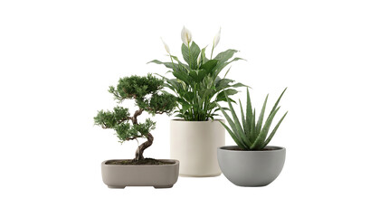 Fototapeta premium A collection of three distinct potted plants, including a bonsai, a peace lily, and an aloe vera, arranged against a white background.