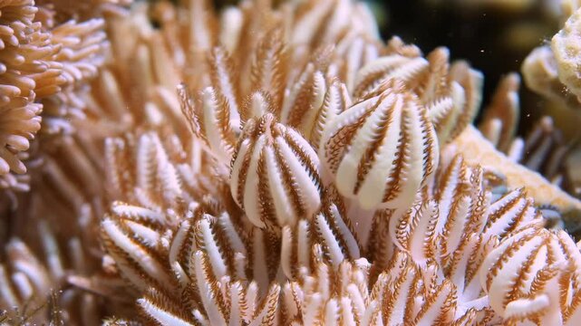 Mesmerizing Pulsing Xenia coral with rhythmic, striped polyps in a vibrant underwater macro shot.
