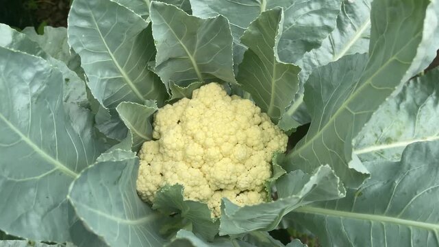 Fresh cauliflower plants growing in a vegetable garden, showcasing healthy organic farming, sustainable agriculture, home gardening, and natural food production concepts.