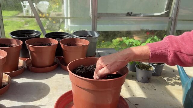 Human hand moving compost in pot to allow space for seedling watering compost with  watering can