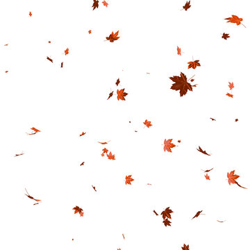 Red Maple Leaves Isolated on Transparent Background